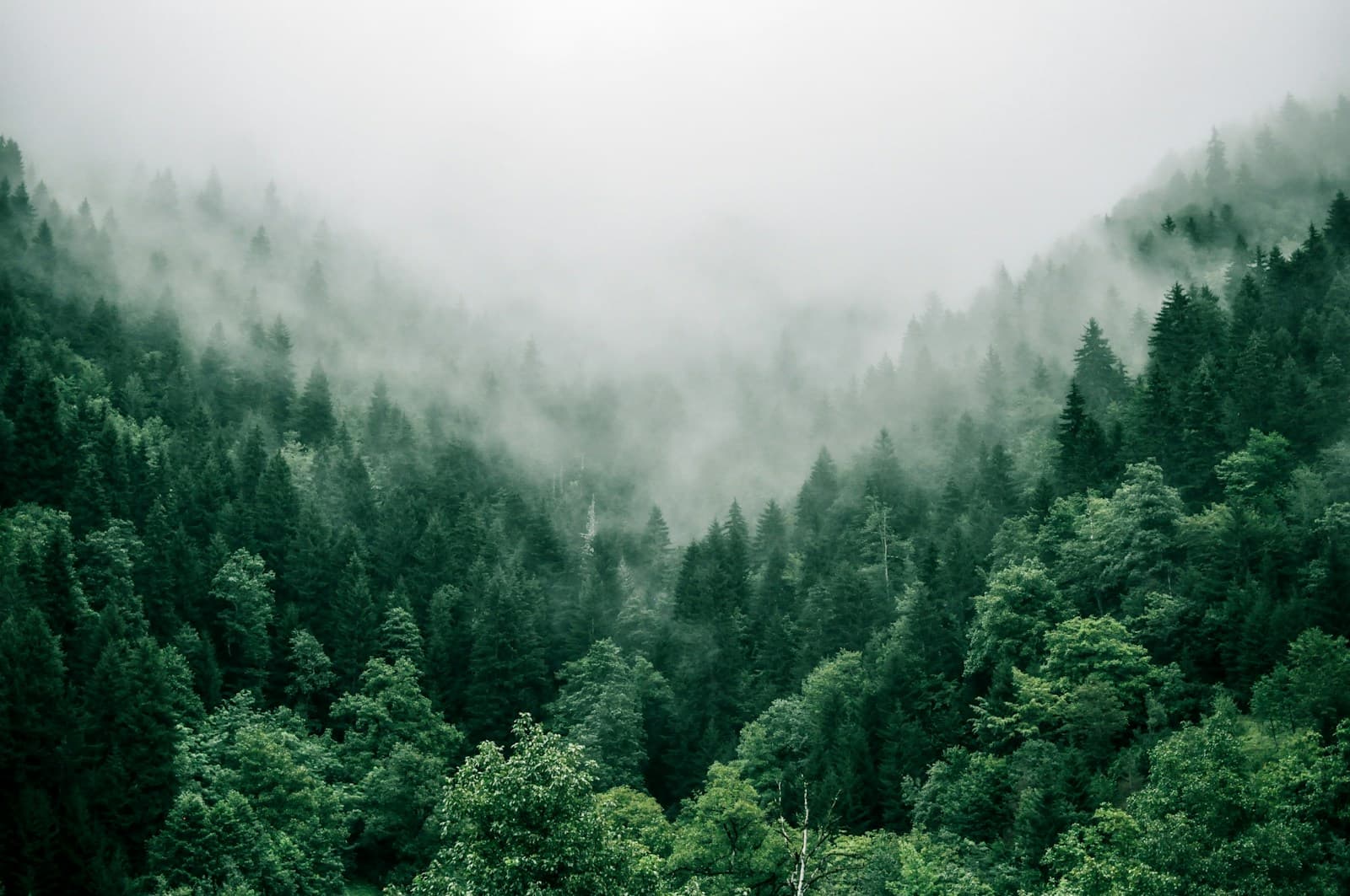 Professional tree service in Sydney