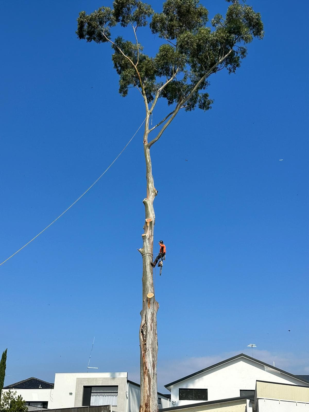 Tree Lopping